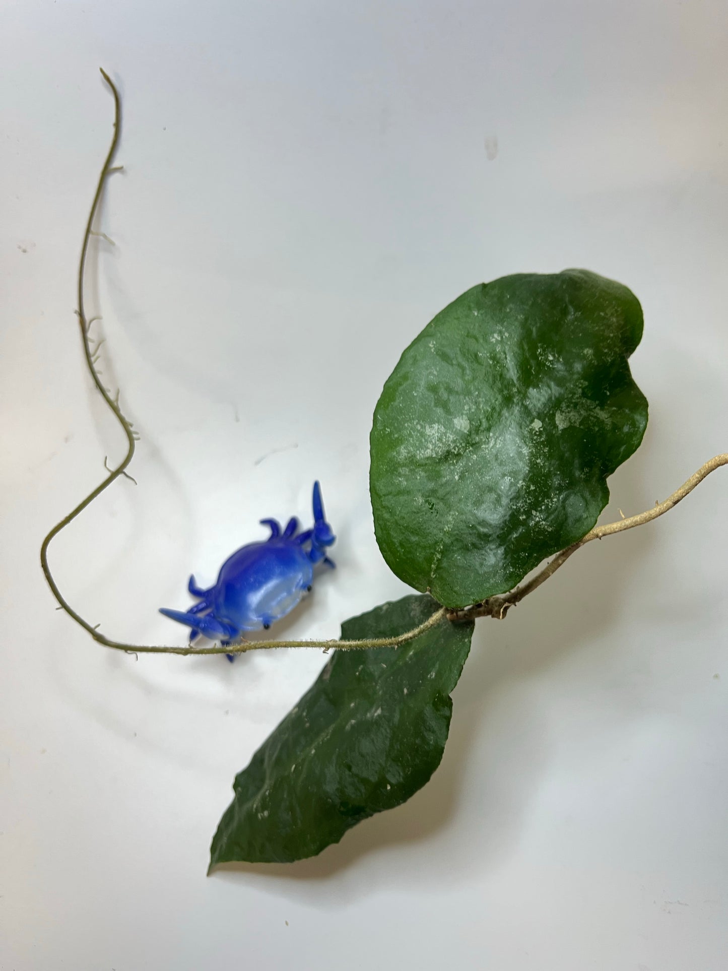 Hoya caudata big green leaf - fresh cut - unrooted