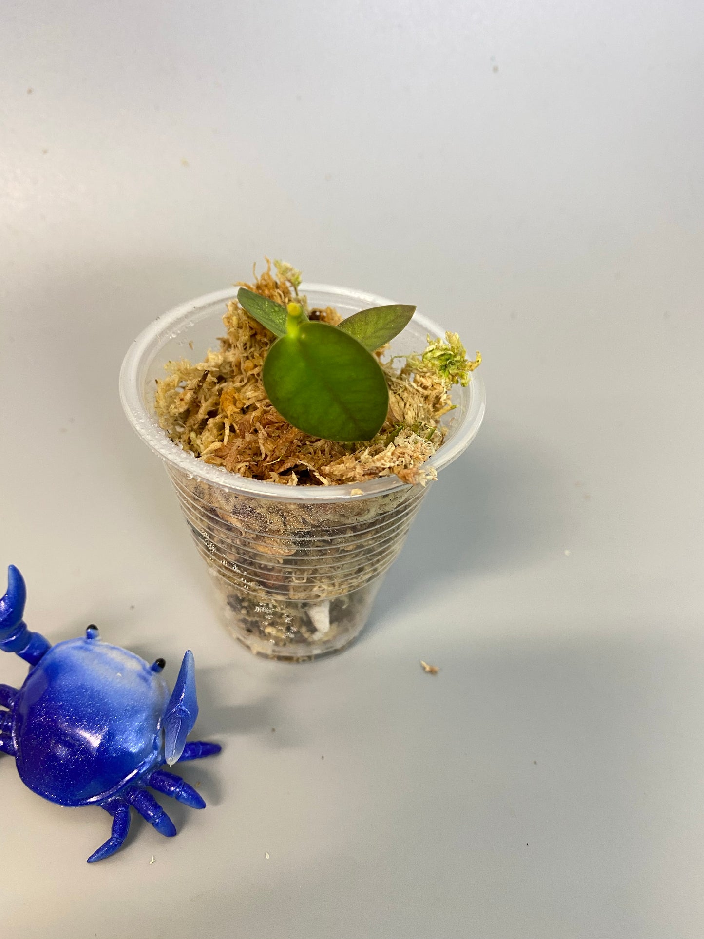 Hoya cumingiana - unrooted