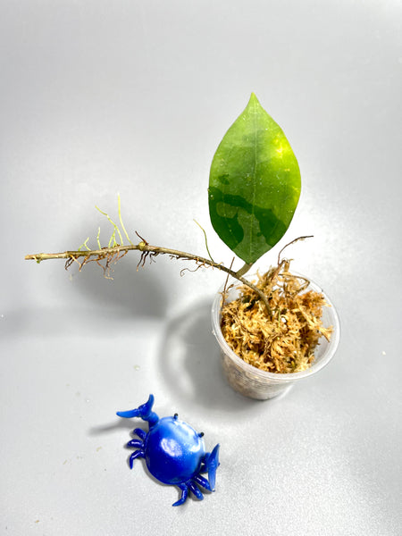 Hoya paulshirleyi - has leaf blemish - Unrooted