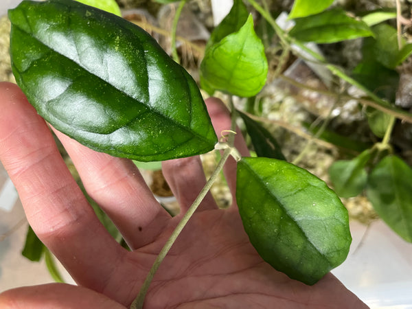 Hoya finlaysonii Big leaf - 1 node fresh cut -  Unrooted