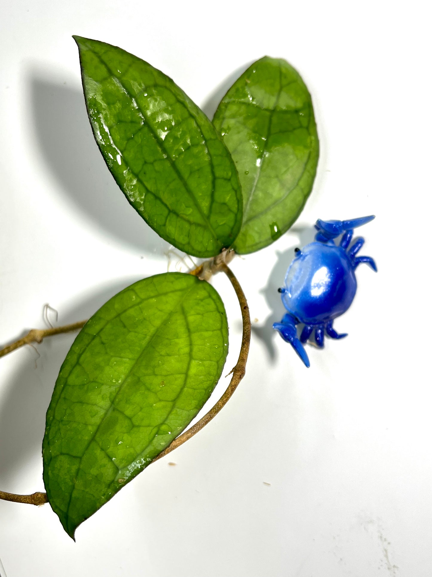 Hoya PMP 176 - joy x Jennifer - fresh cut - Unrooted