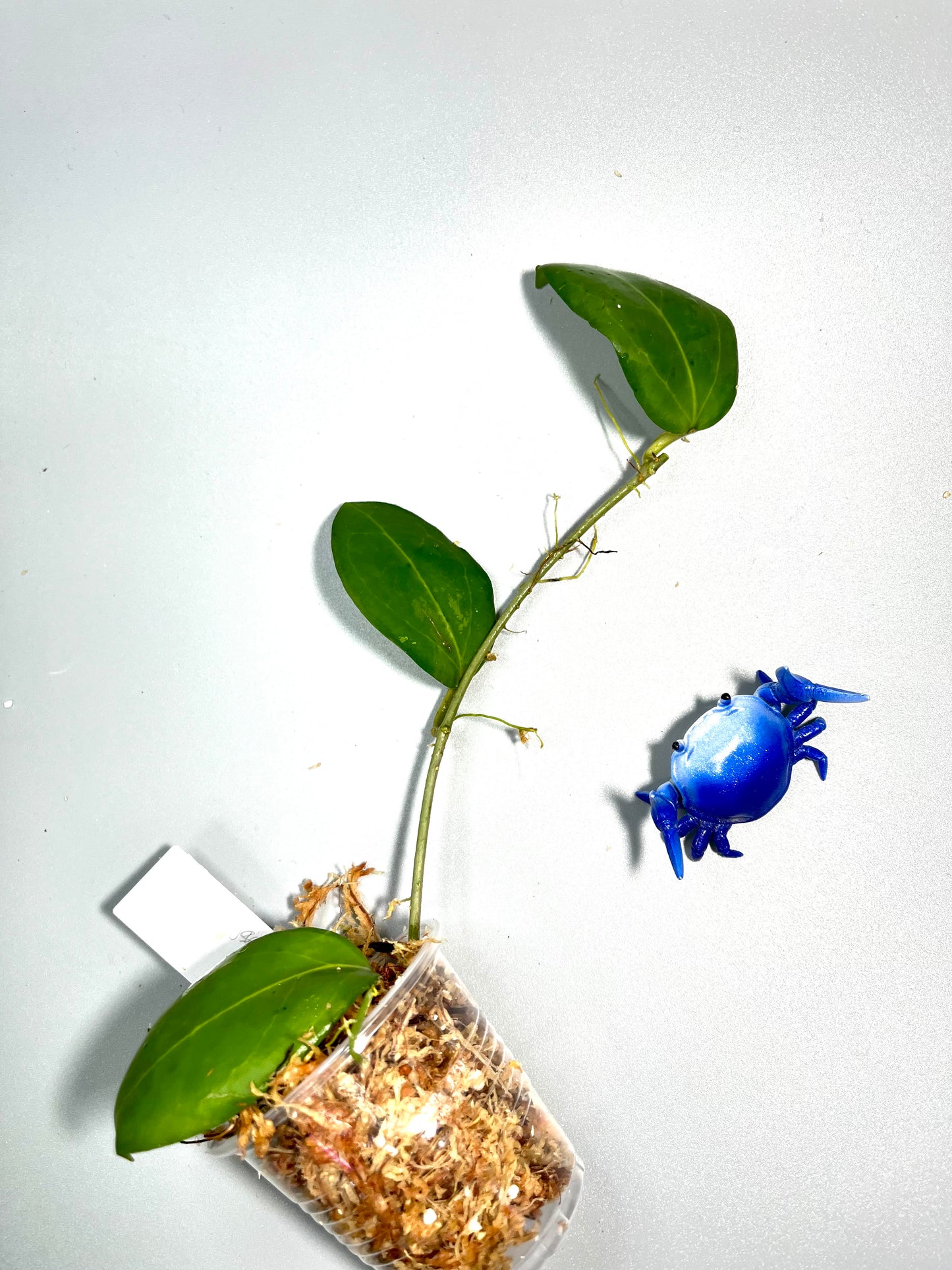 Hoya sp rangsan / rangsam 01 - unrooted