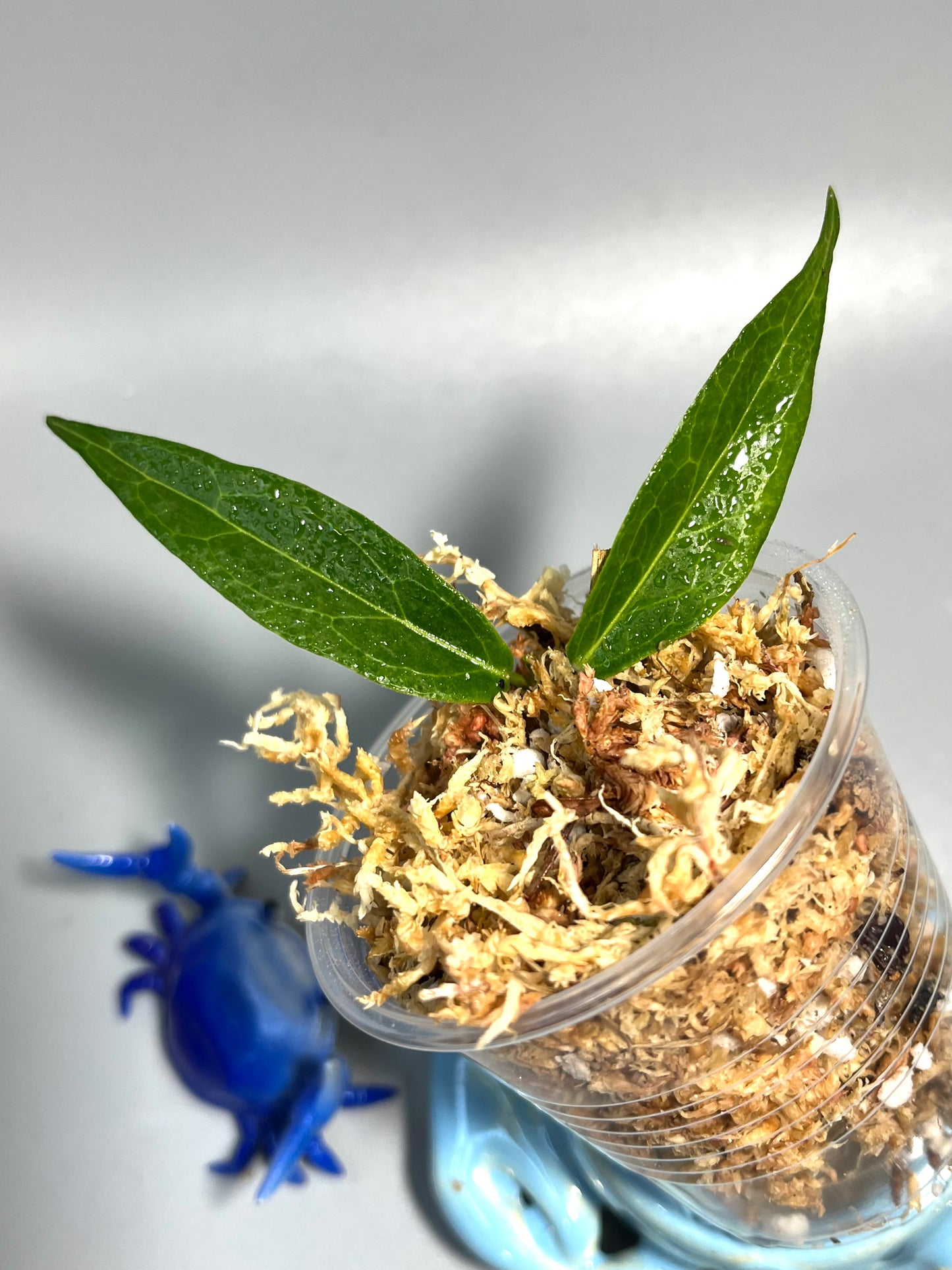 Hoya dennisii - Unrooted