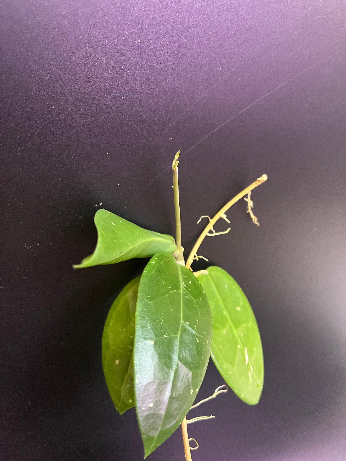 Hoya AH026 / ah-026 - fresh cut - Unrooted