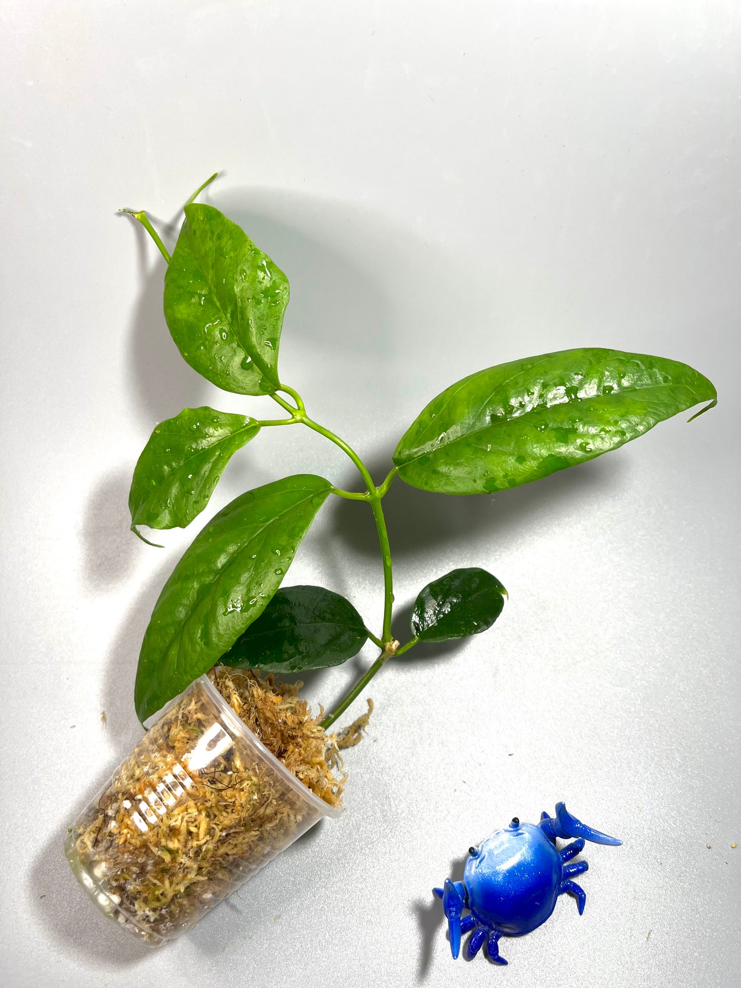 Hoya chewiorum - Unrooted