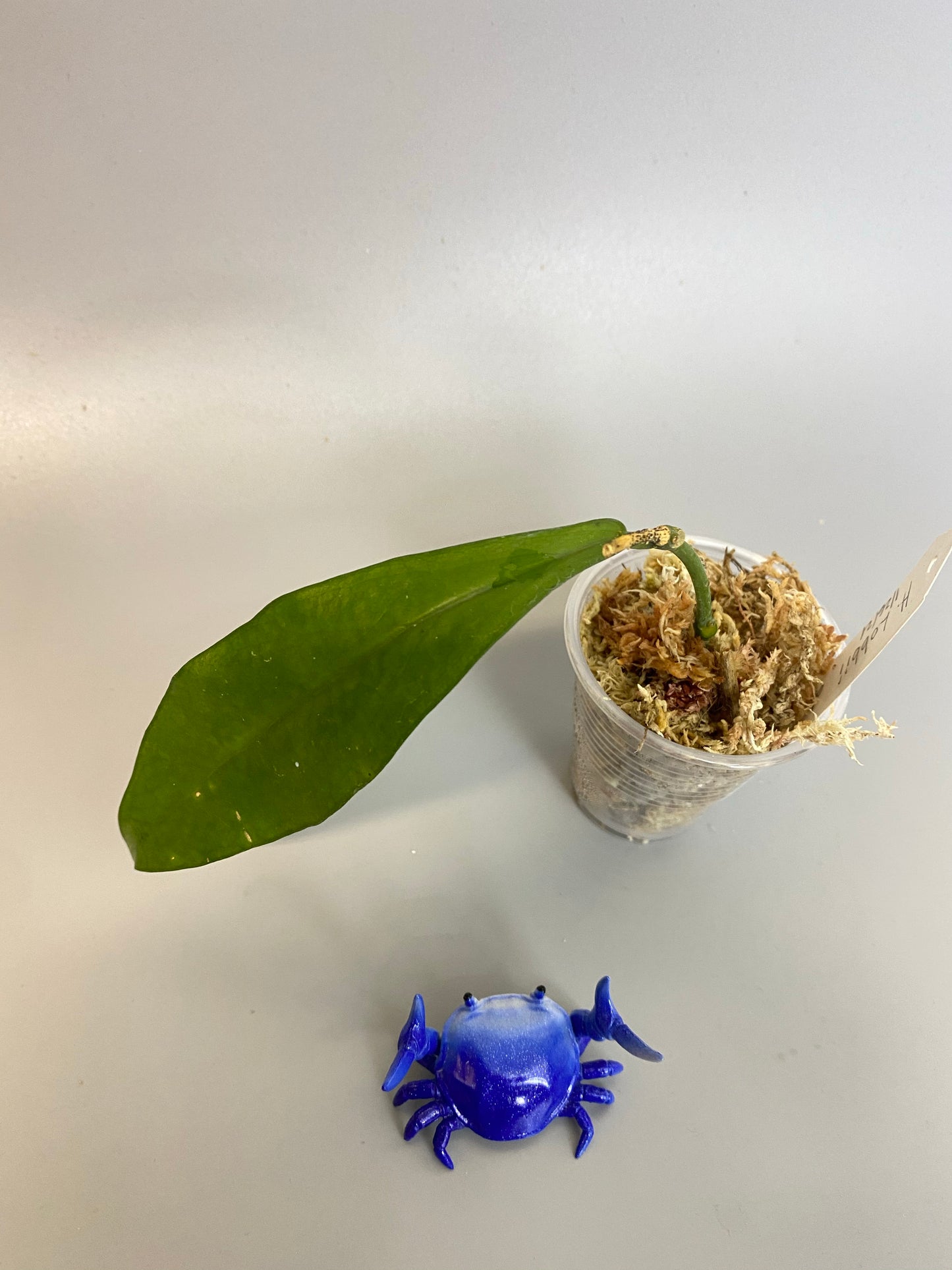 Hoya lobbii - has some roots