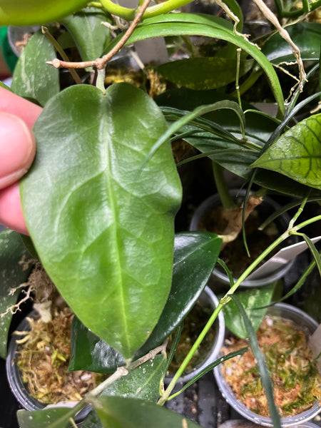 Hoya megalaster - fresh cut - Unrooted