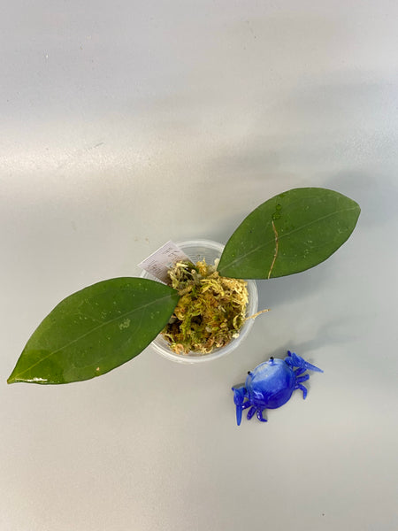 Hoya erythrostemma new, rooted