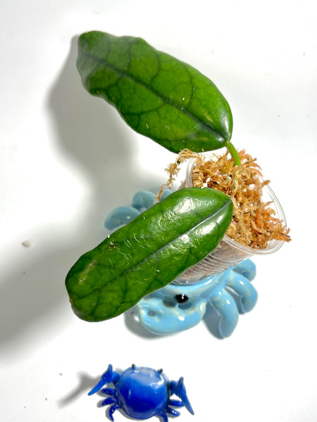 Hoya globulosa - Unrooted