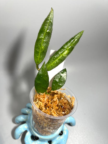 Hoya lacunosa big leaf - Unrooted