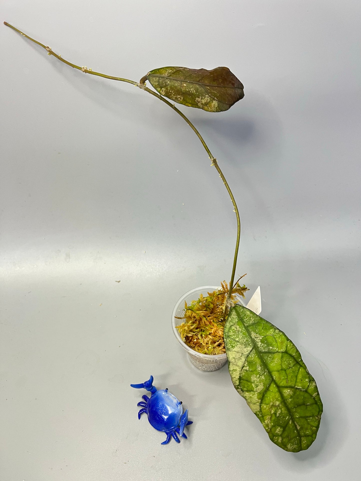 Hoya sp perak - starting to root