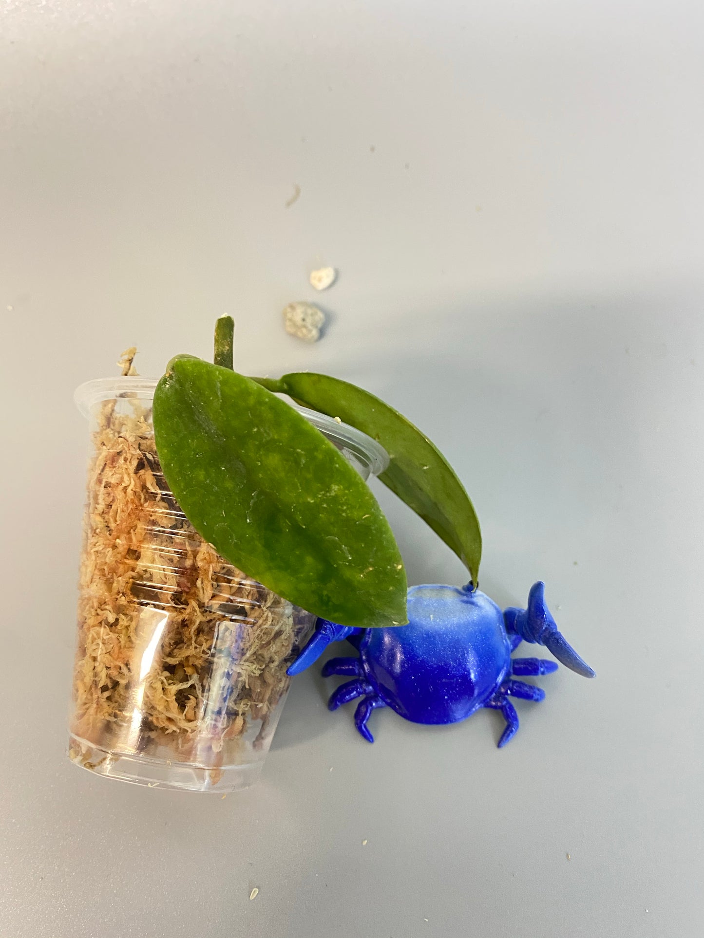 Hoya diversifolia - unrooted