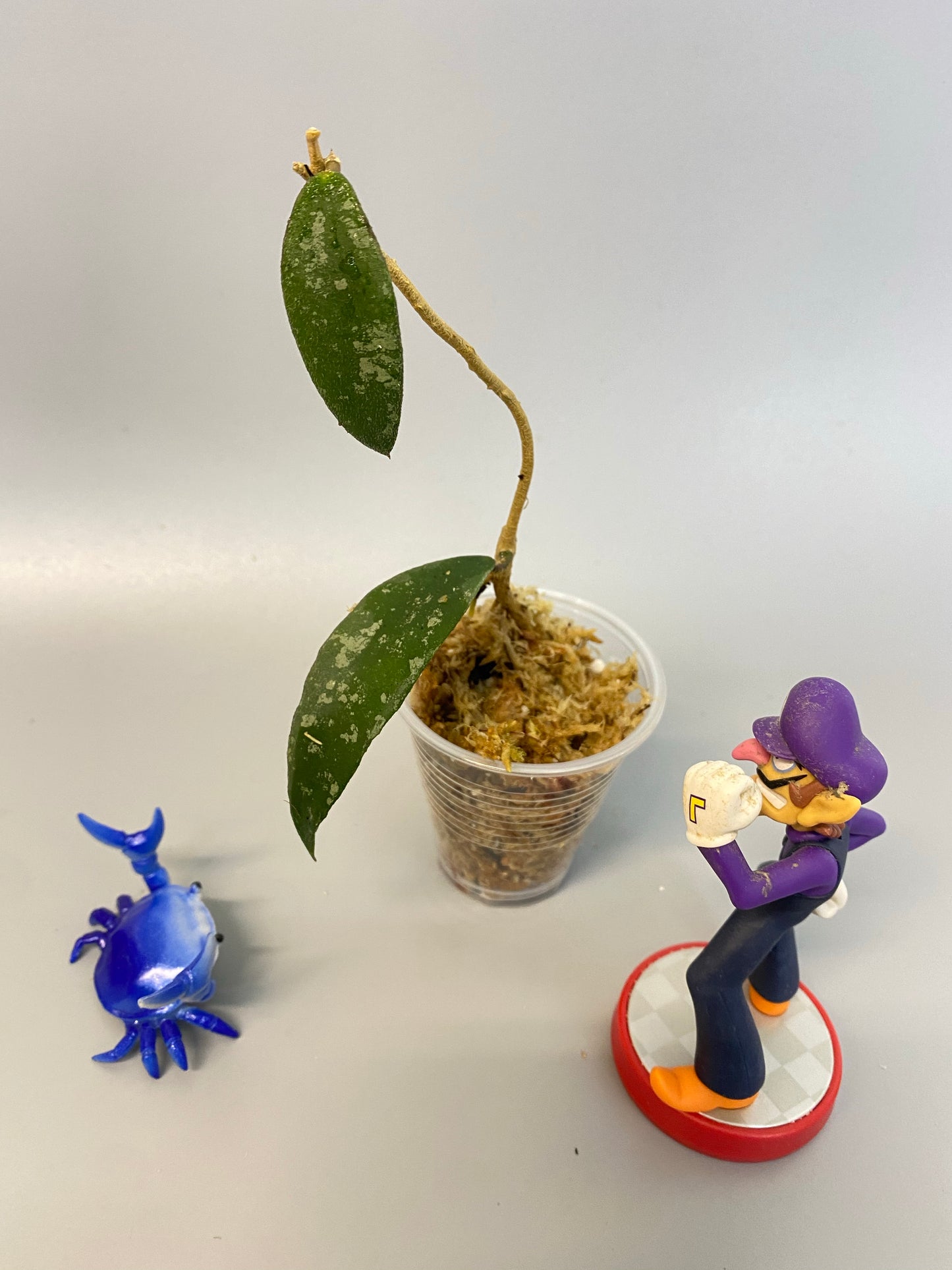 Hoya phuwuaensis - has some roots.