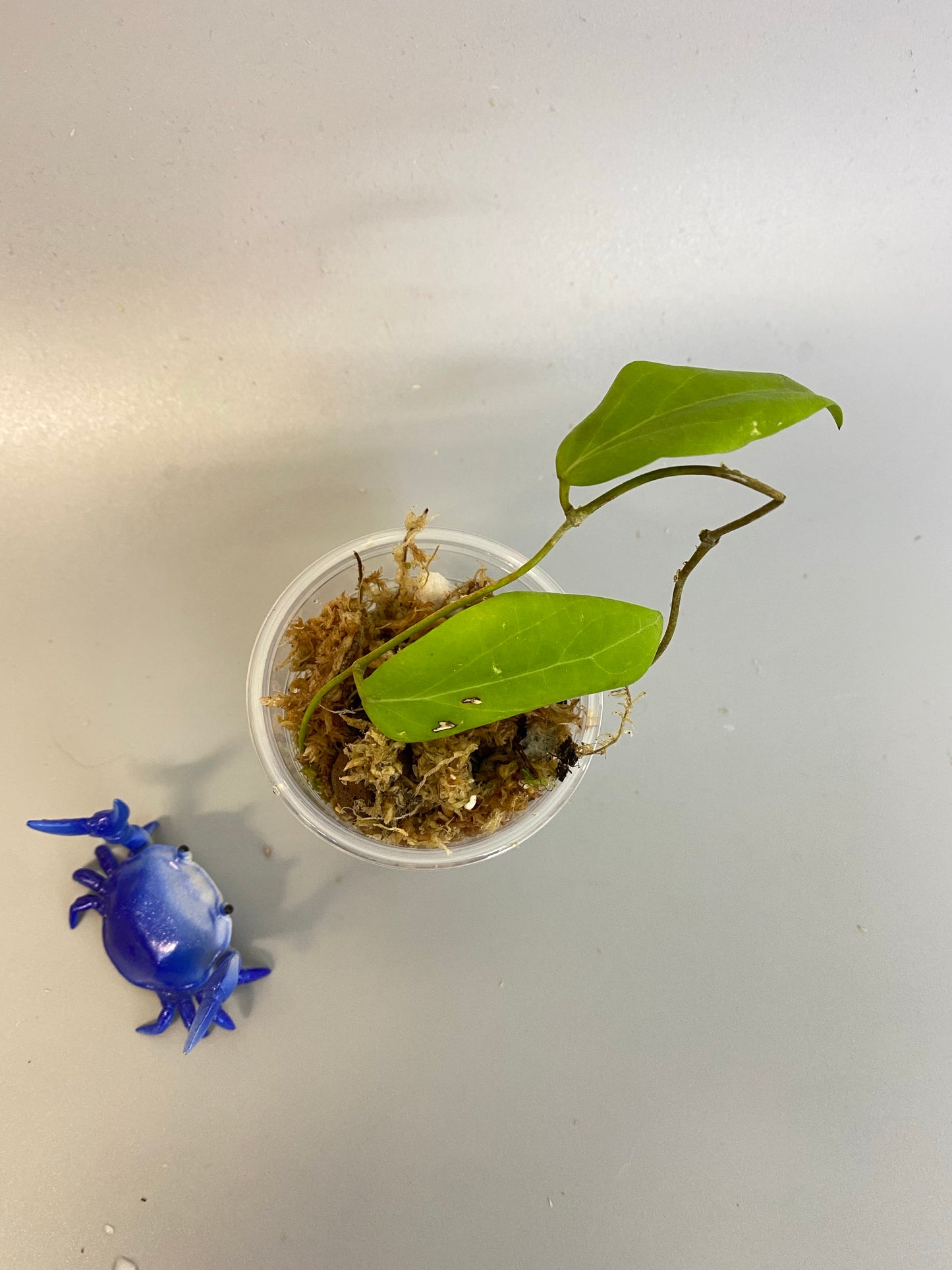 Hoya persicina - starting to root