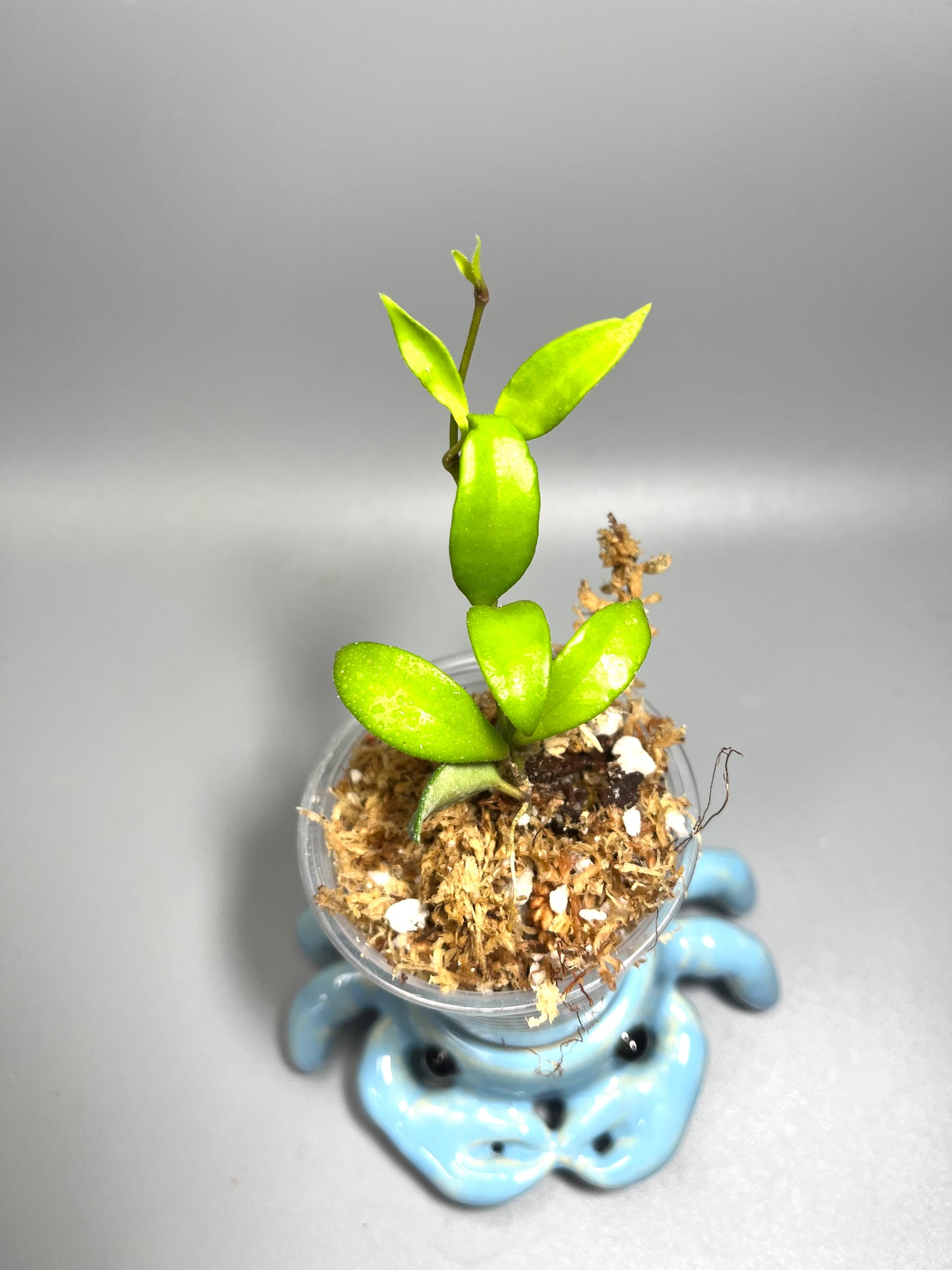 Hoya cupula - starting to root