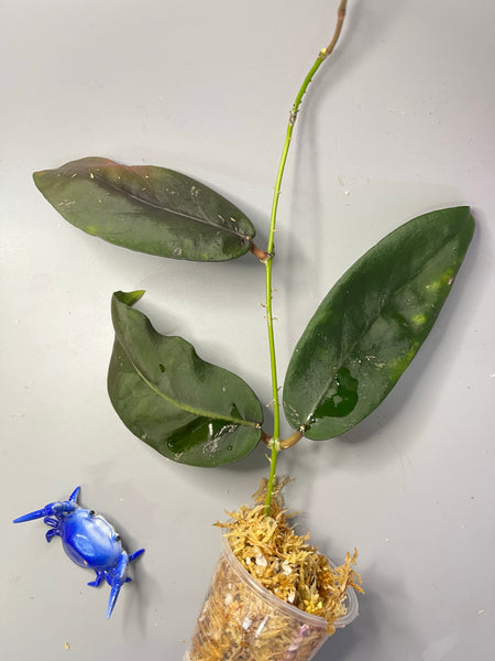 Hoya fauziana sp angulata  - Unrooted