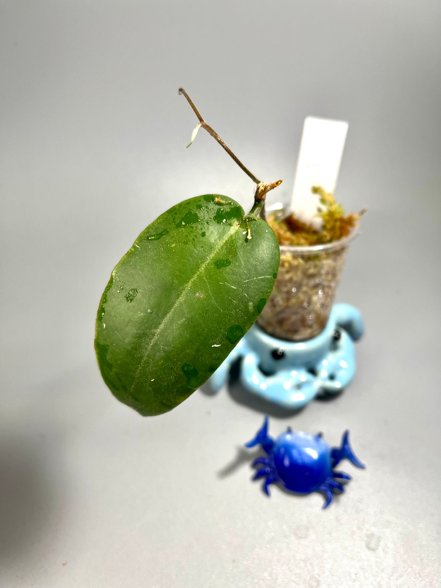 Hoya inflata - active growth