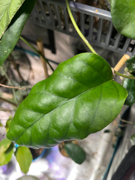 Hoya patcharawalai seed 048 - Unrooted