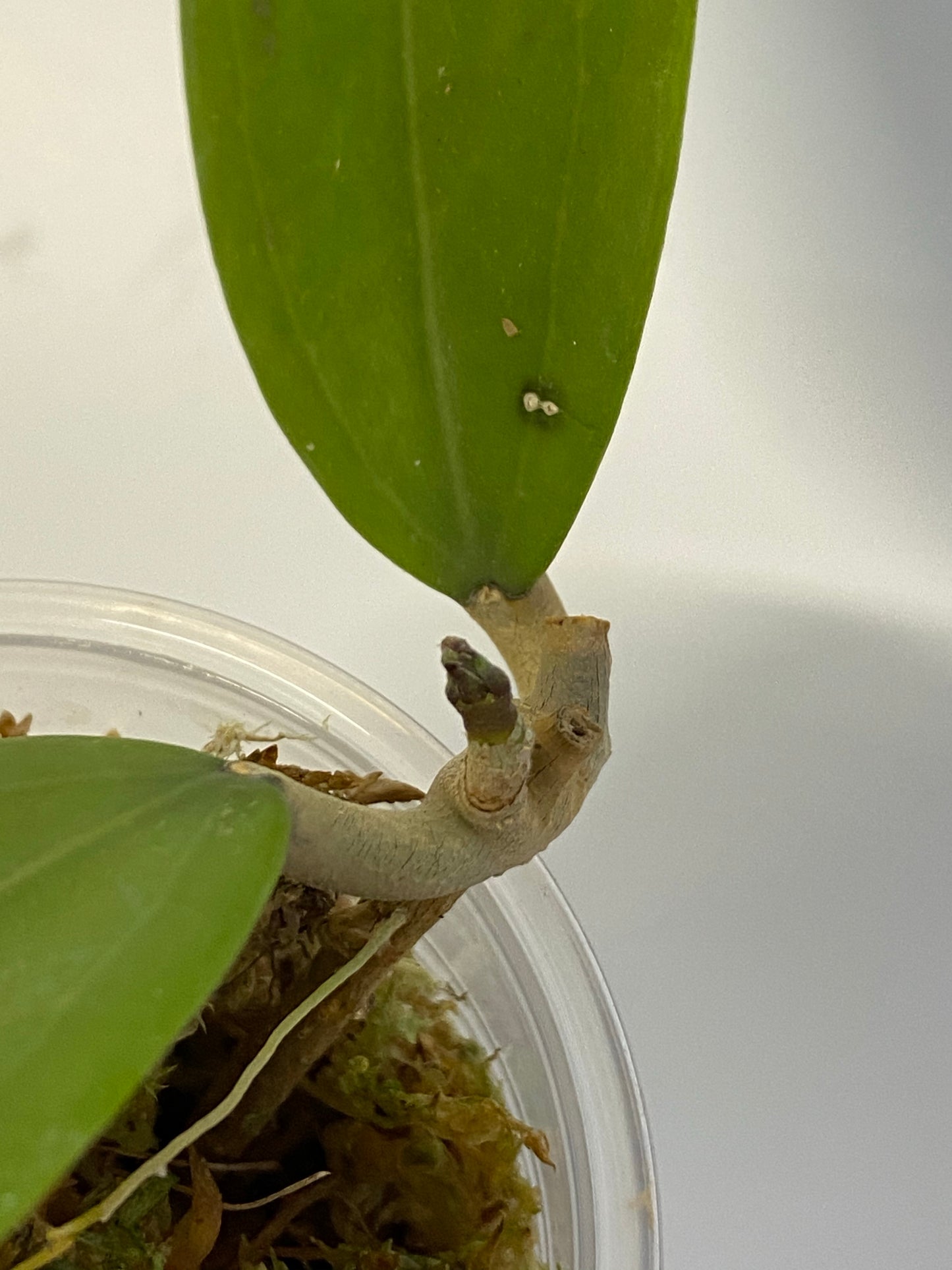 Hoya sp sarawak gps 10073 - just starting to root. (Not Borneo)