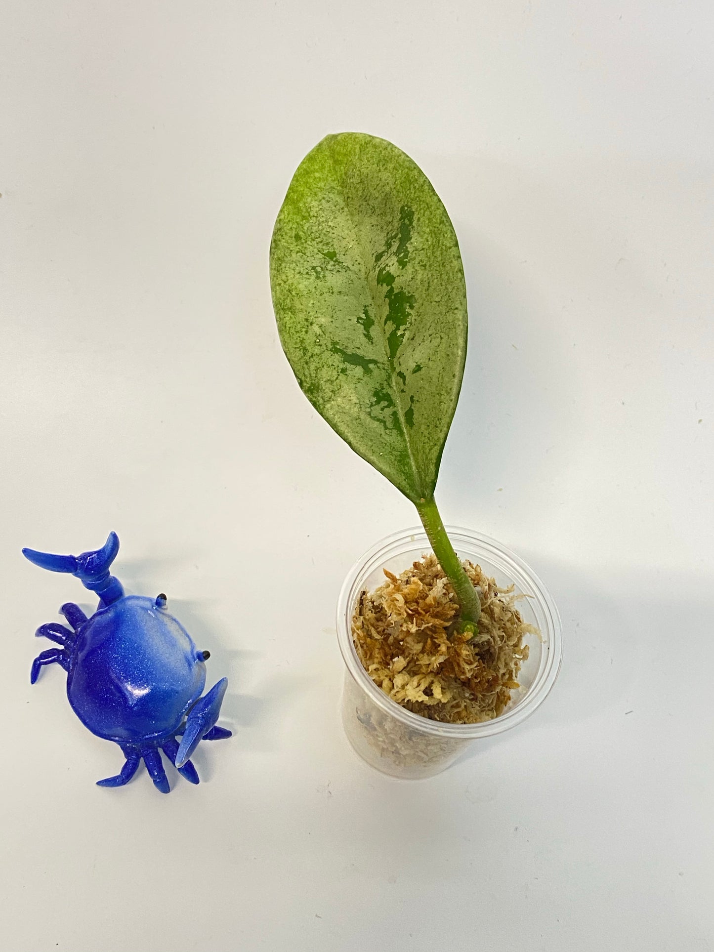 Hoya AH-074 silver clone- unrooted