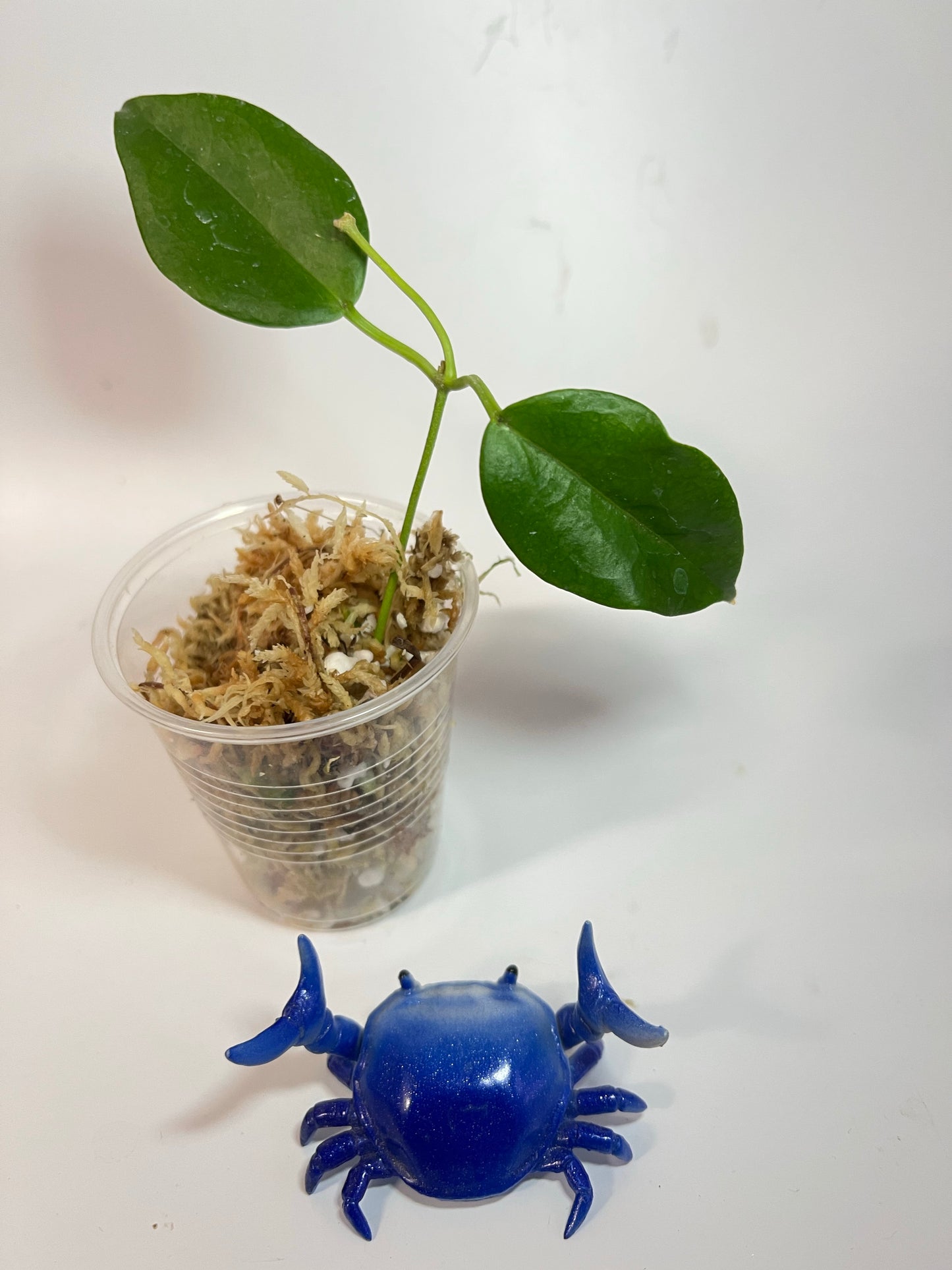 Hoya leucorhoda - fresh cut - Unrooted