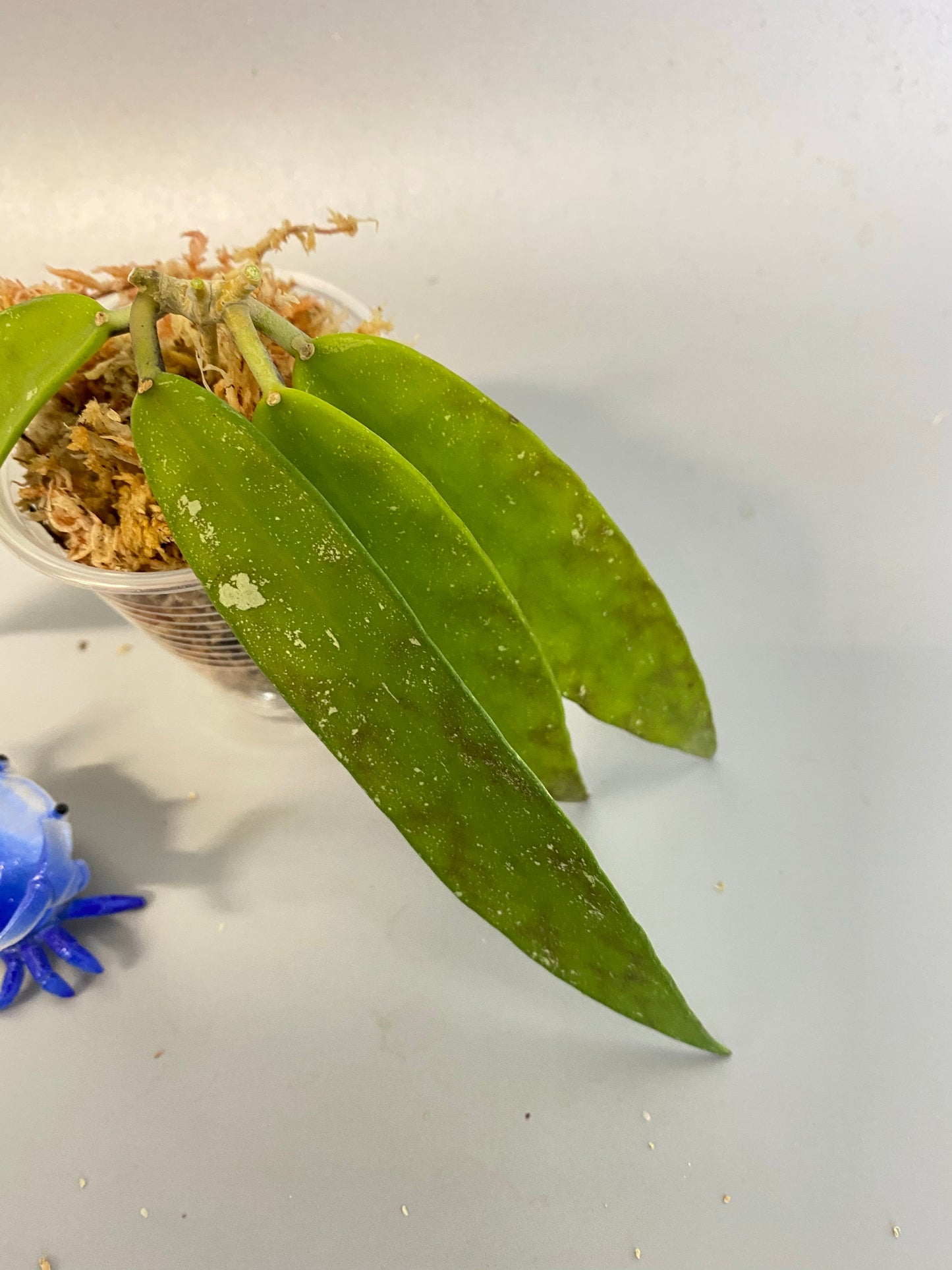 Hoya scortechinii pink UT001- Unrooted