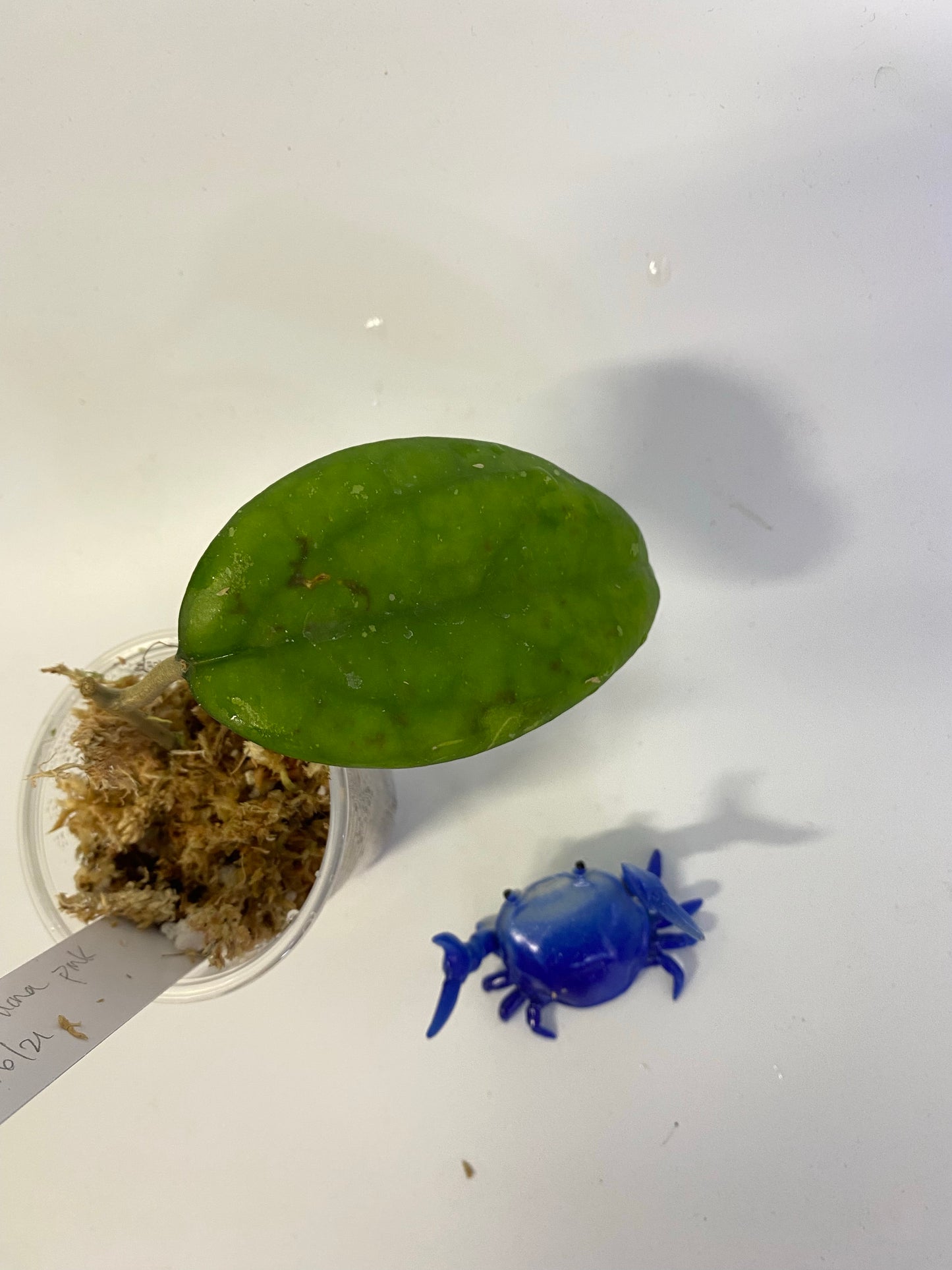 Hoya Vitellina pink - has some roots