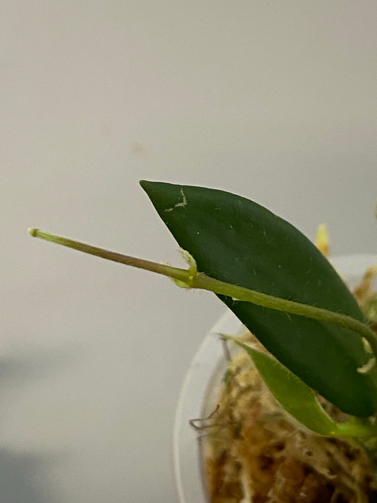 Hoya Lyi - active growth