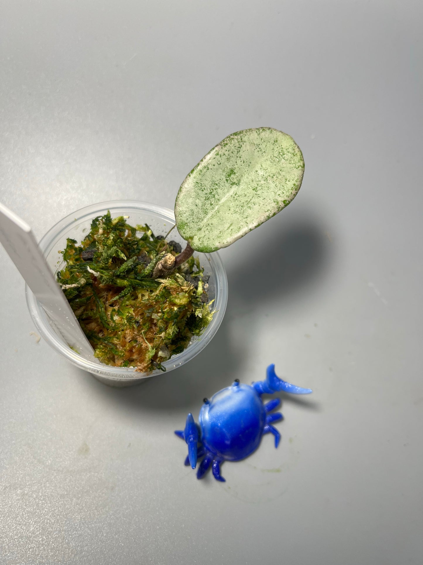 Hoya nova ghost - has some roots