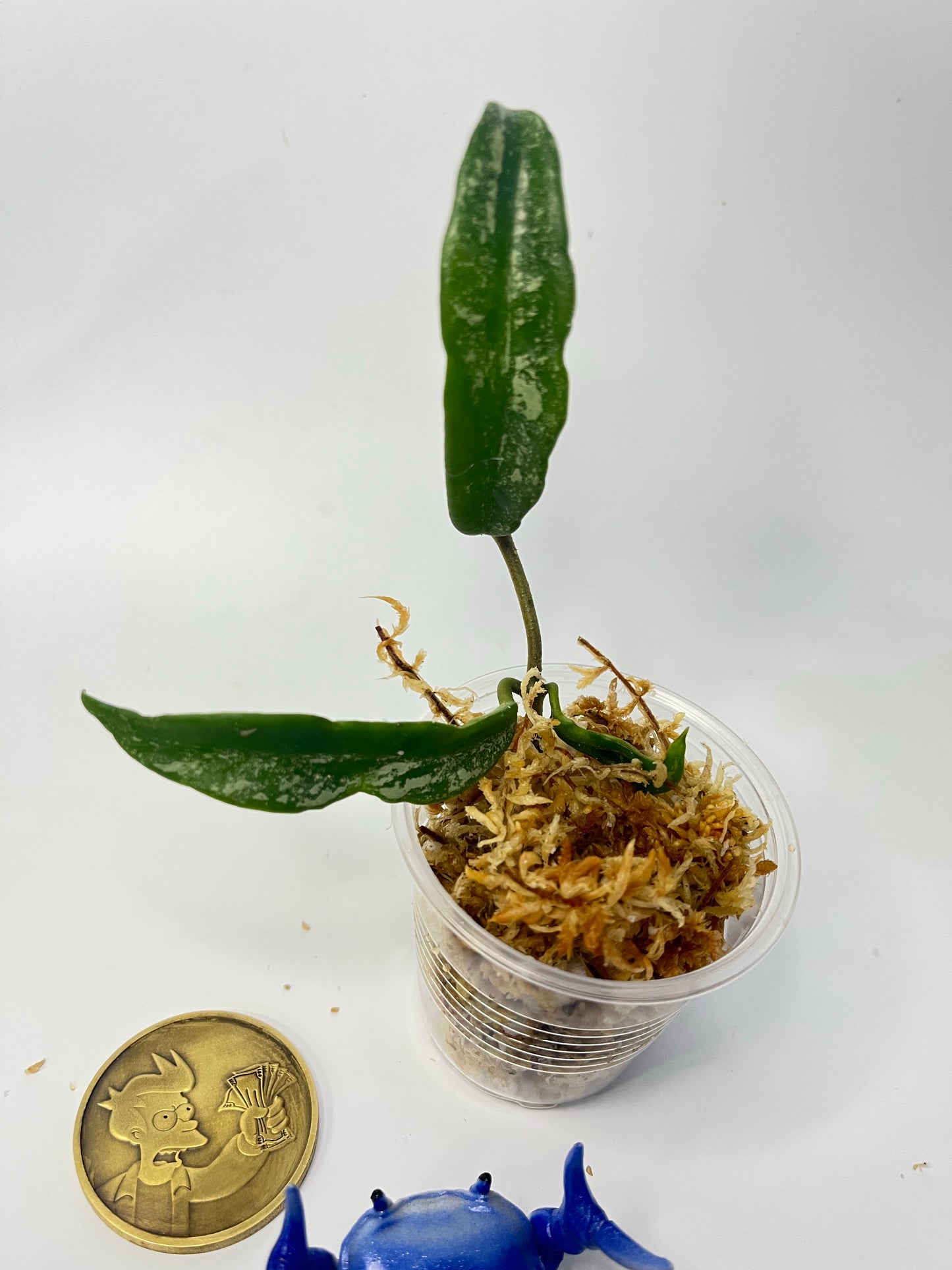 Hoya ‘minibelle’ splash - Unrooted