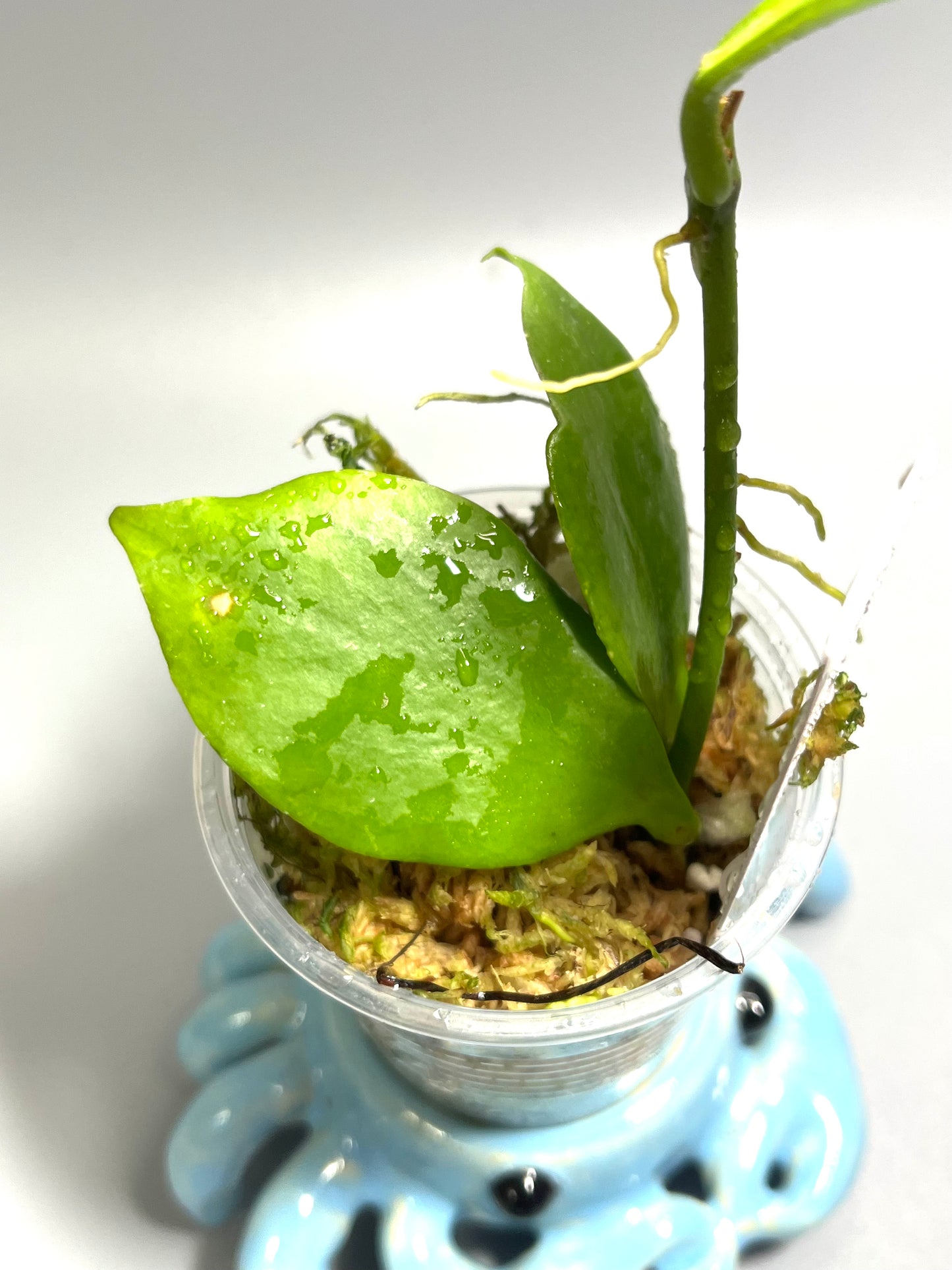 Hoya pseudo littoralis - has some roots