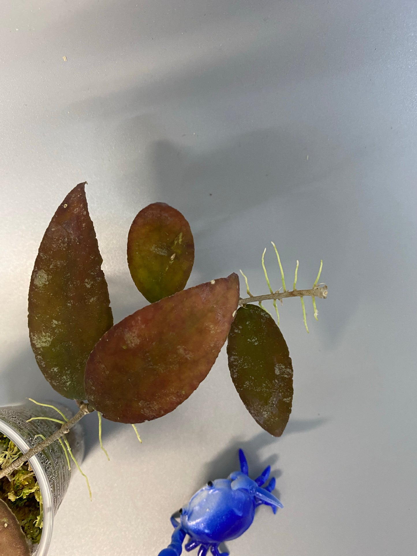 Hoya caudata Sumatra - Has roots