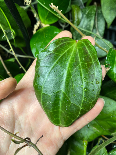 Hoya Latifolia - fresh cut - 1 node, 1 leaf Unrooted