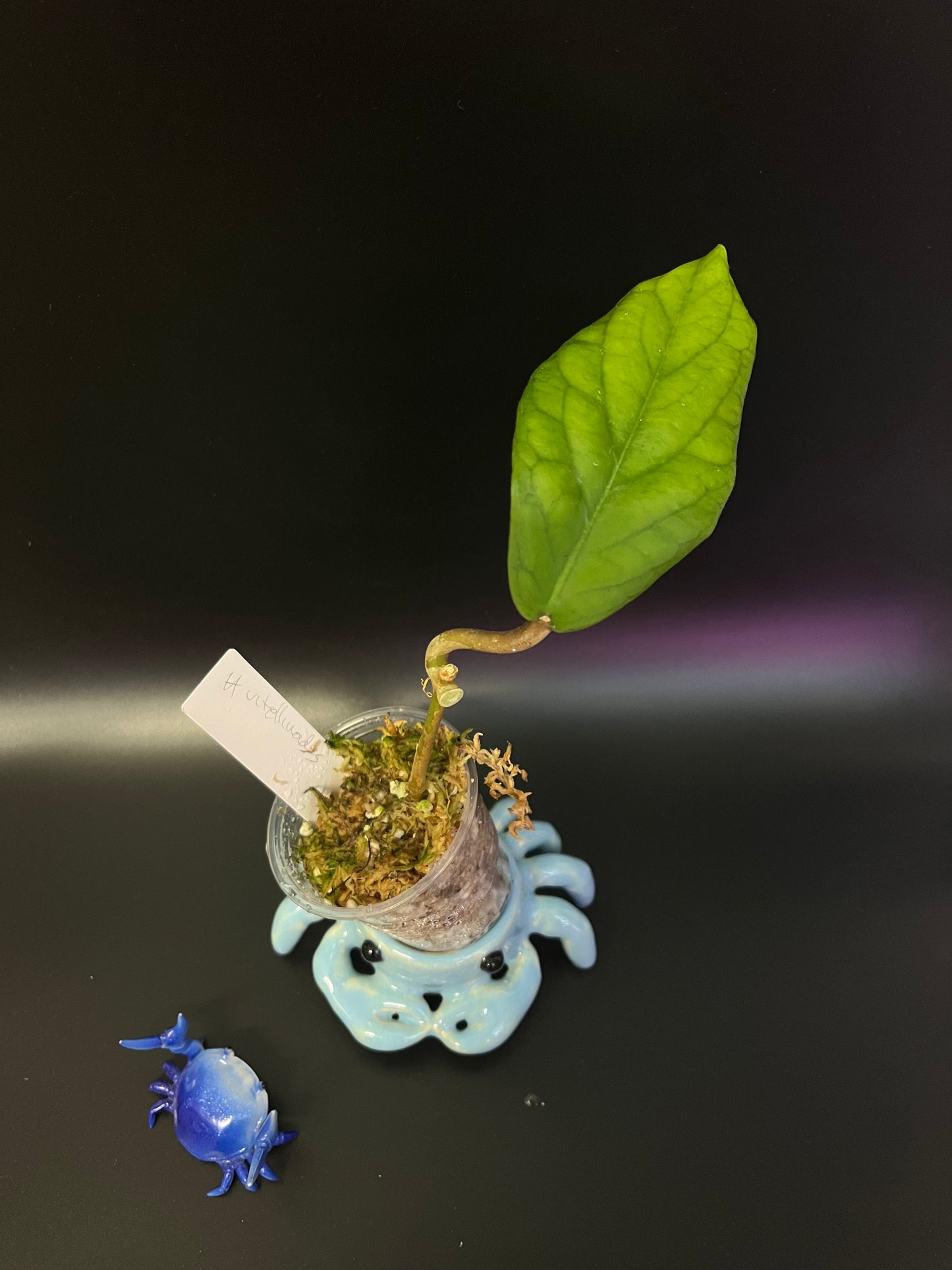 Hoya vitellinoides - starting to root