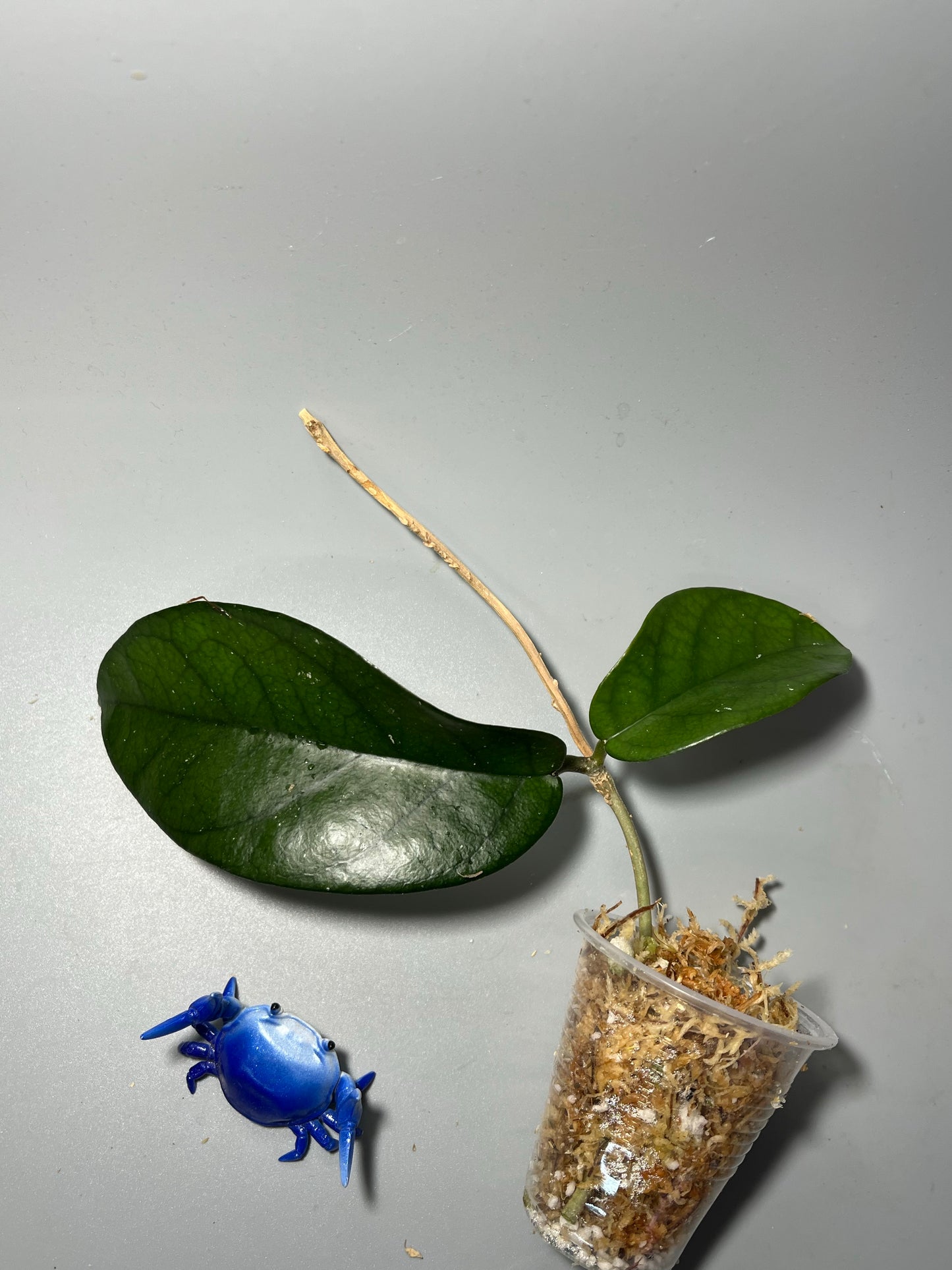 Hoya sp tam Dao- Unrooted