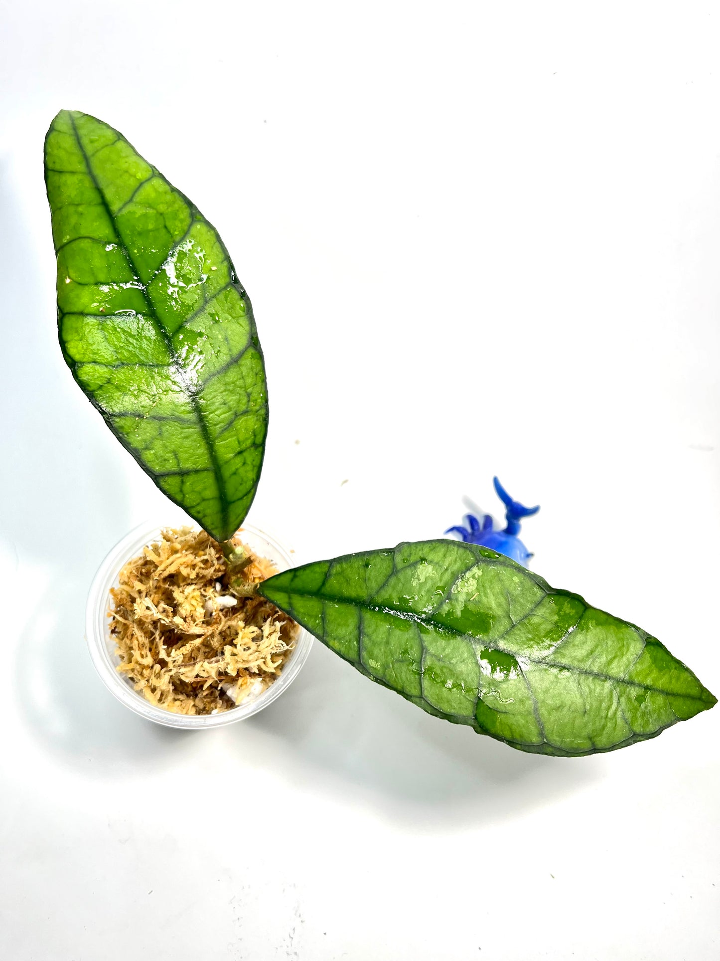 Hoya sp kalimantan - ut-158 - Unrooted