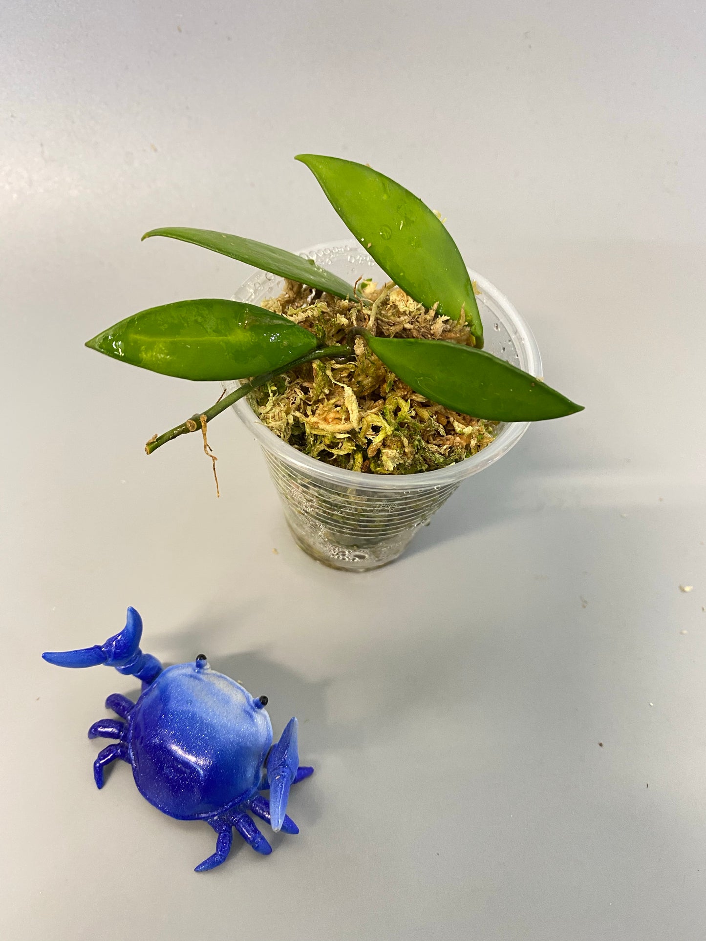 Hoya Davidcummingii - has roots