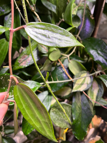 Hoya clandestina pink - fresh cut - 2 node/2 leaves - Unrooted