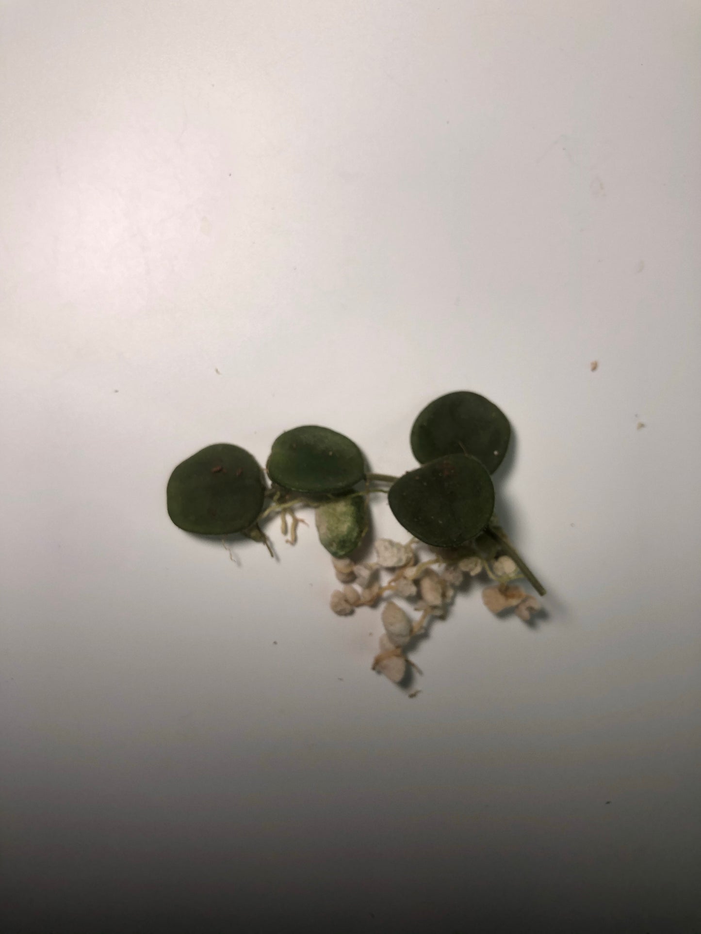 Hoya serpens with some roots