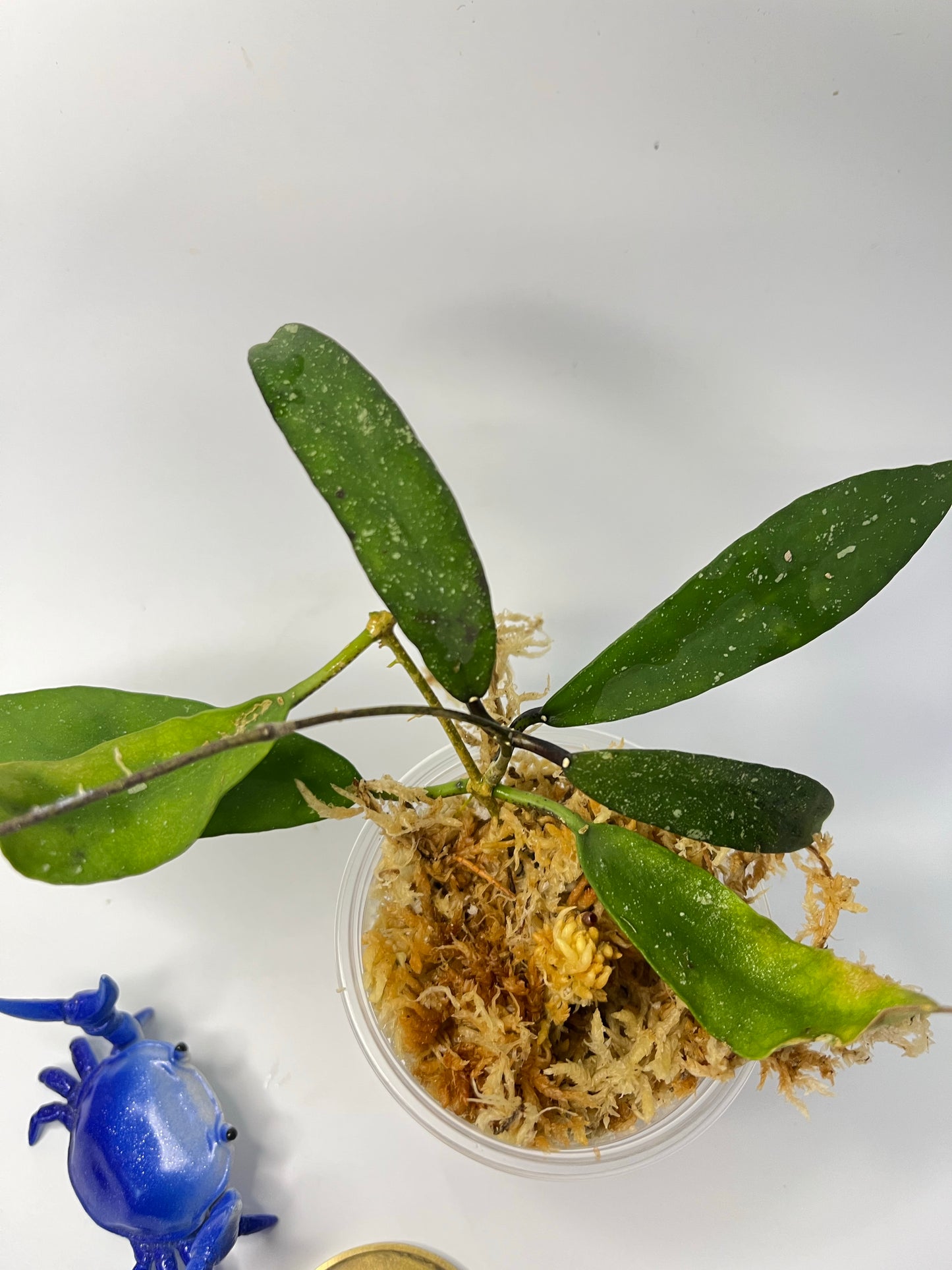 Hoya scortechinii pink UT001- unrooted