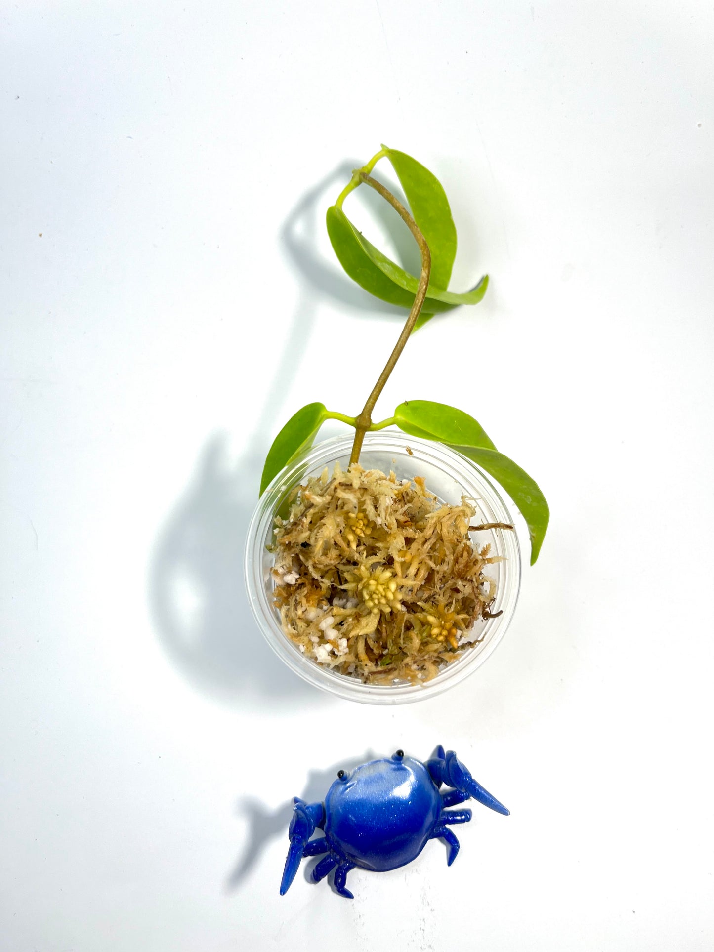 Hoya chlorantha - Unrooted