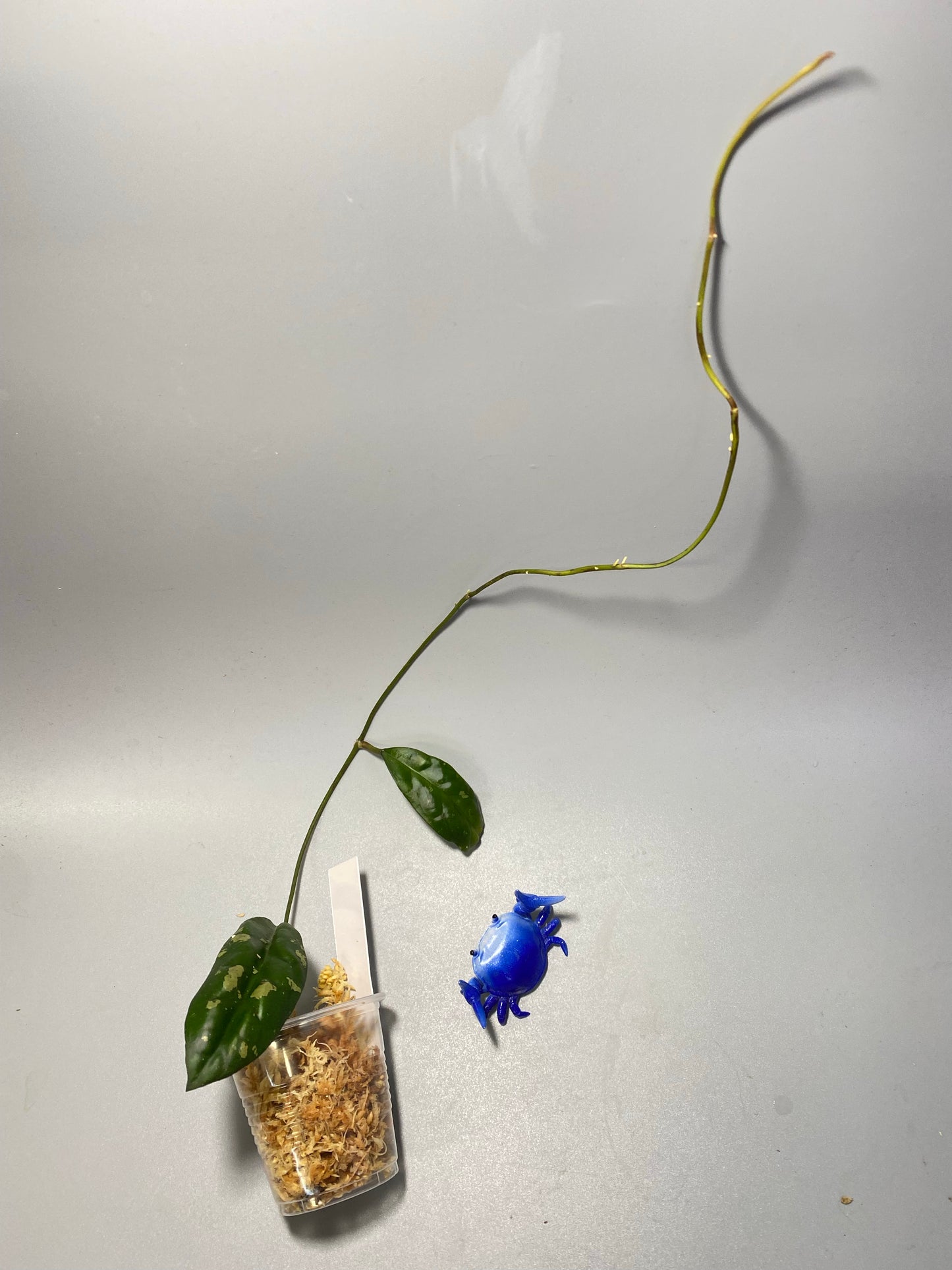 Hoya leoensis (viola x fuscomarginata) - Unrooted