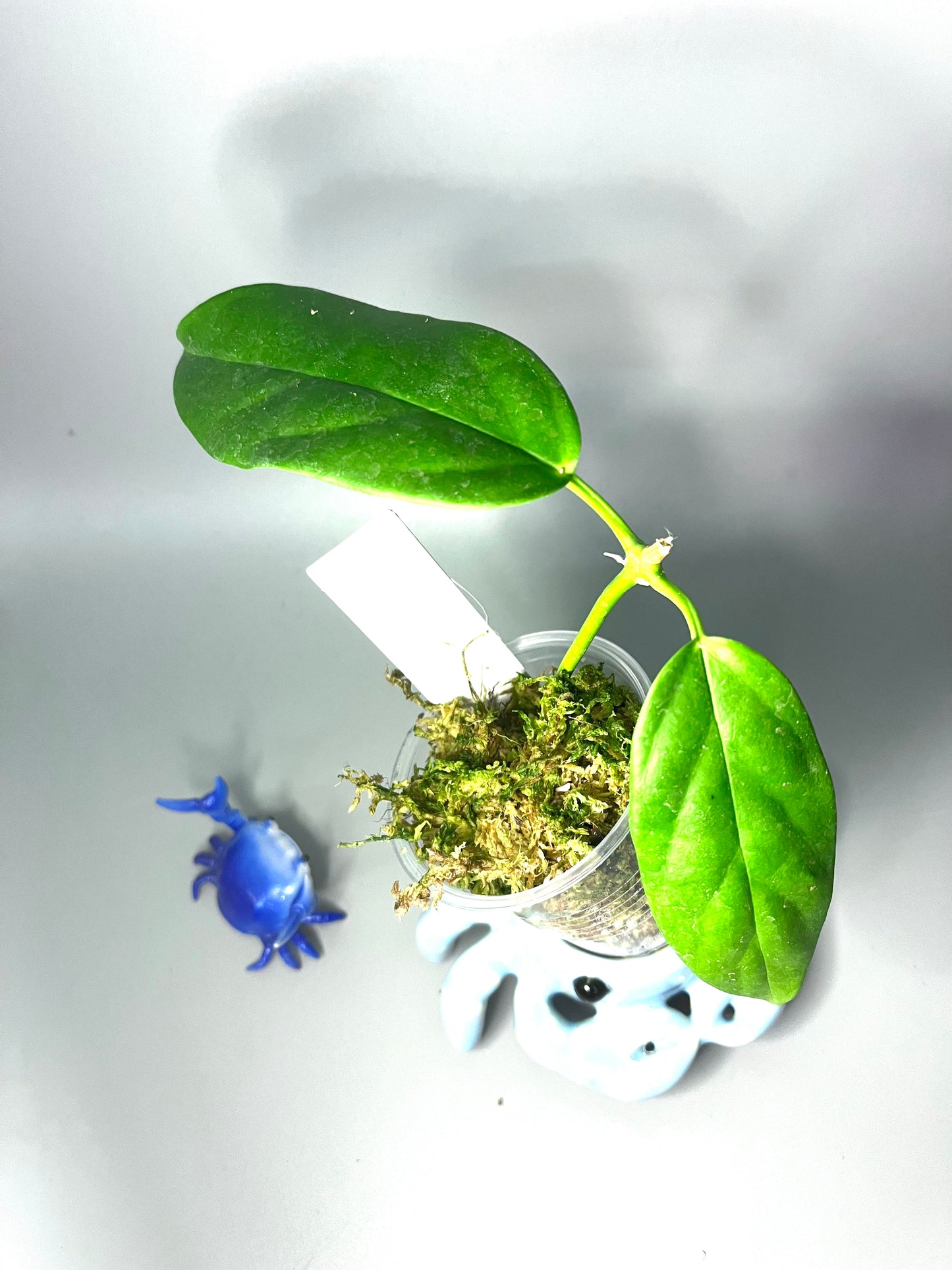 Hoya halconensis - Unrooted