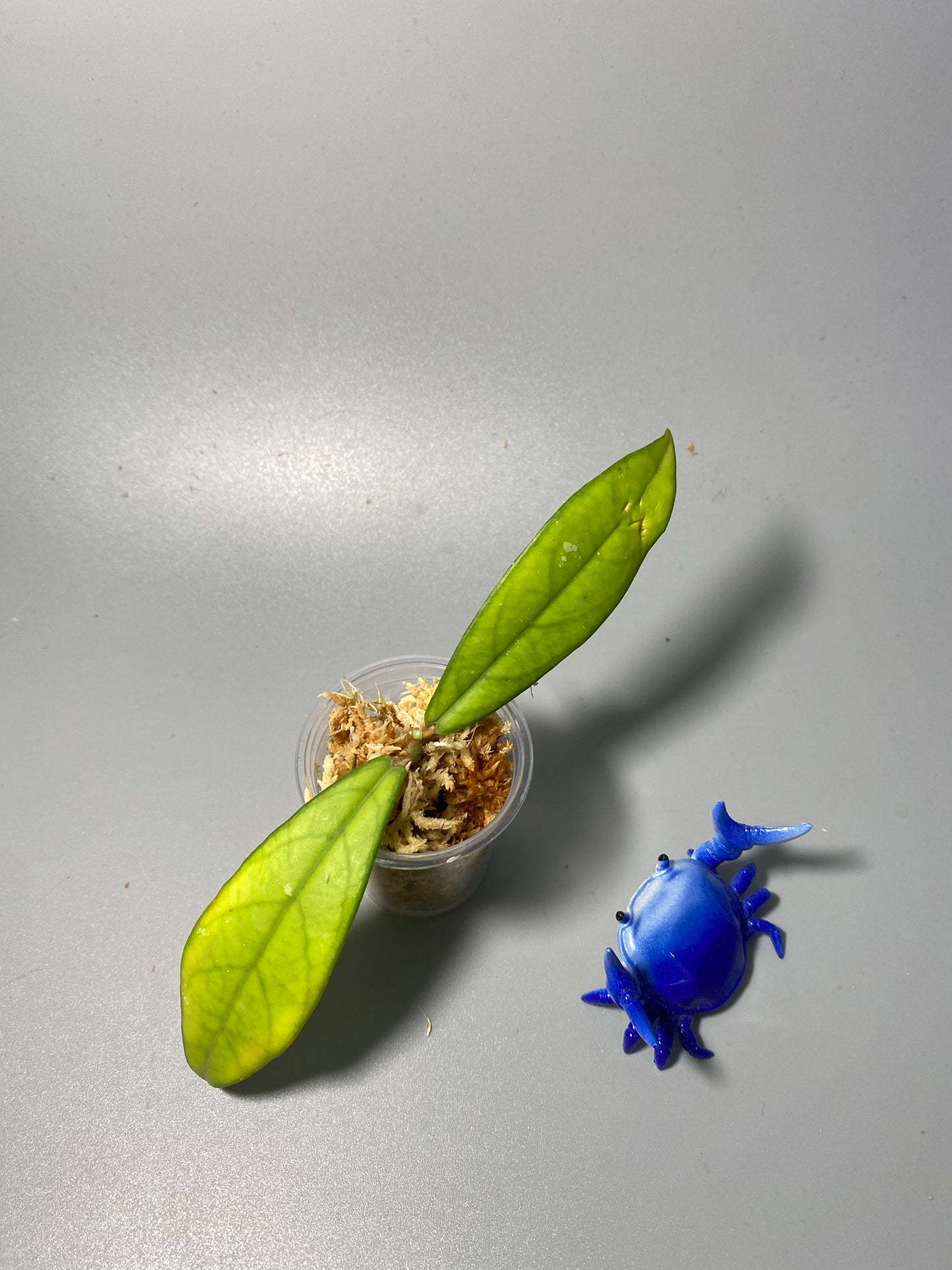 Hoya crassipetiolata - Unrooted