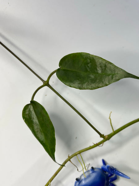 Hoya onychoides - fresh cut - 1 node - unrooted