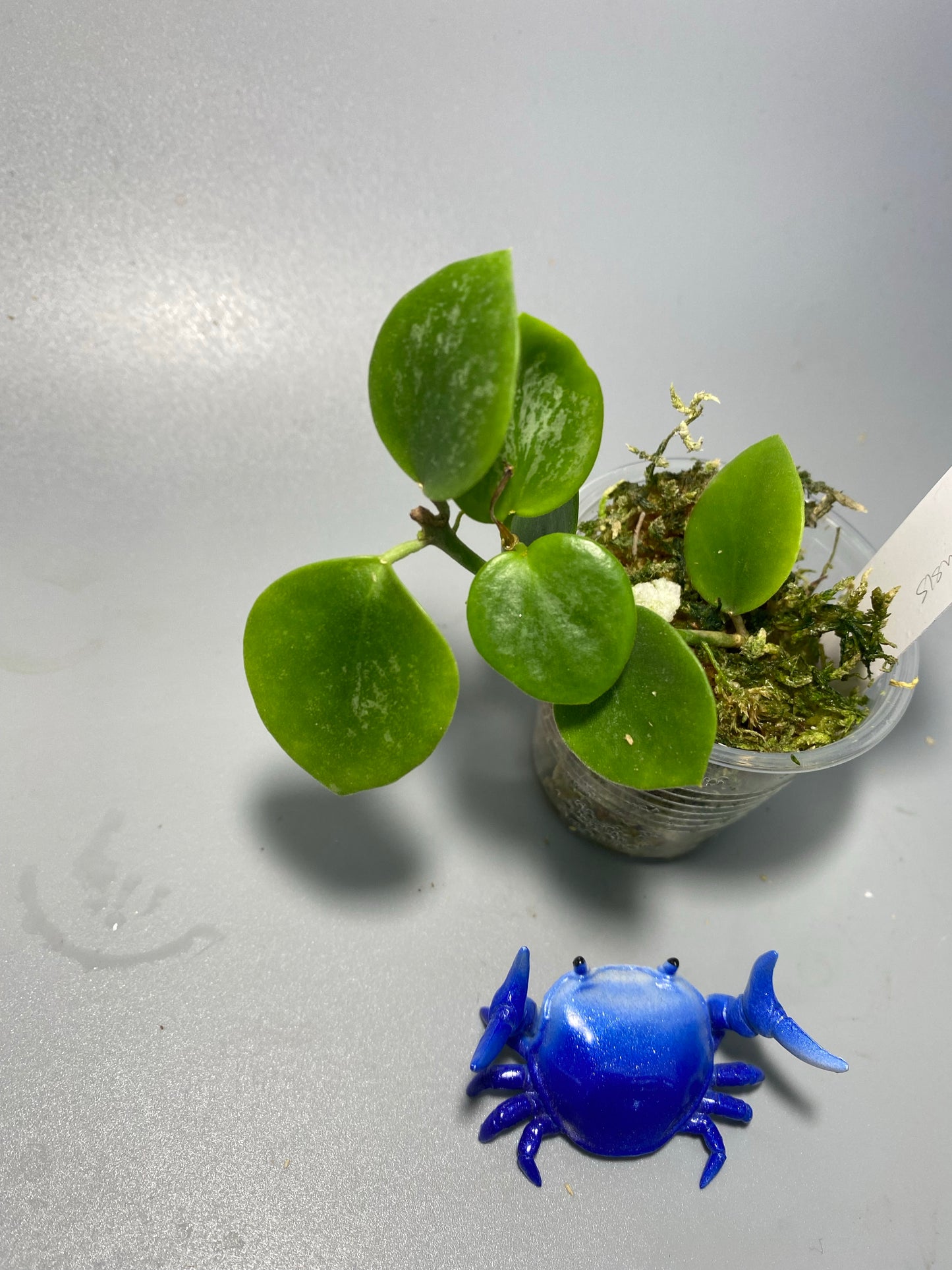 Hoya biakensis with splash - starting to root