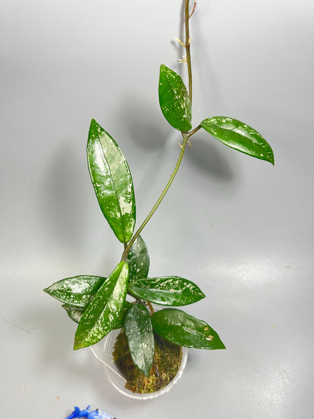 Hoya carnosa Wilbur graves NOID China - active growth