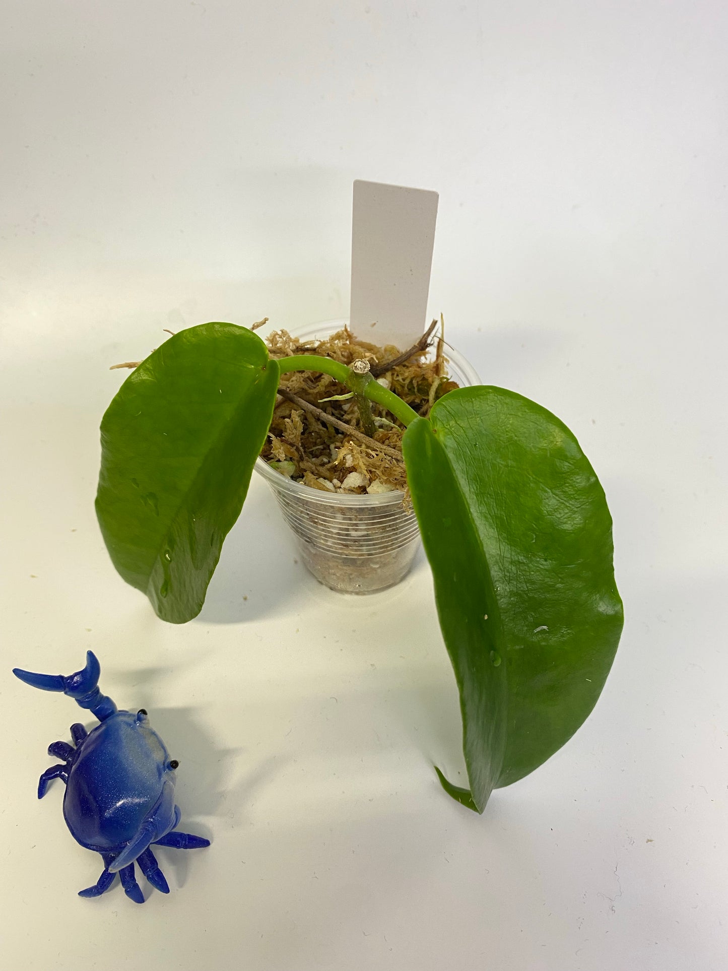 Hoya Macgillivrayi - starting to root