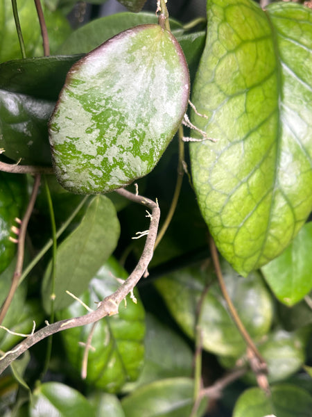 Hoya sp biakensis noid - fresh cutting 1 node/leaf - Unrooted