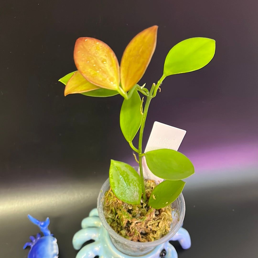 Hoya collina - starting to root